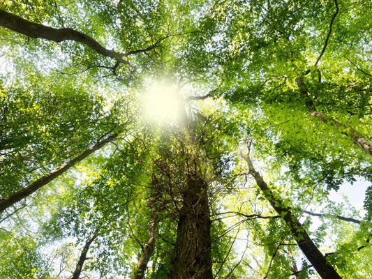 Fortune & Focus: Setting Intentions for a Prosperous Year